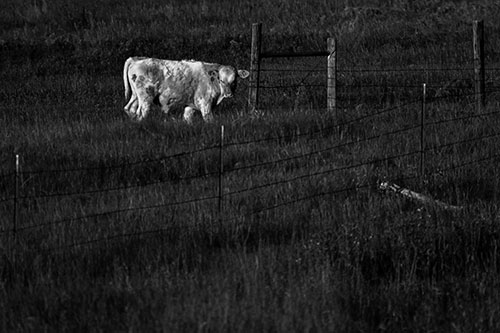 Cow Glances Sideways Beside Barbed Wire Fence (Gray Photo)