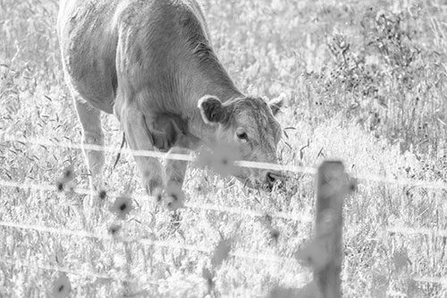 Cow Snacking On Grass Behind Fence (Gray Photo)
