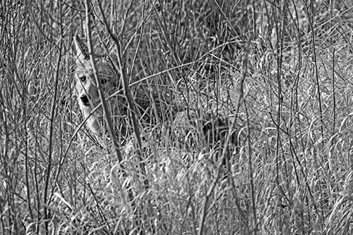 Coyote Makes Eye Contact Among Tall Grass (Gray Photo)