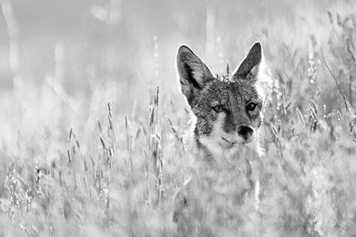 Coyote Peeking Head Above Feather Reed Grass (Gray)