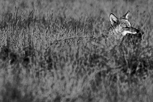 Coyote Running Through Tall Grass (Gray Photo)