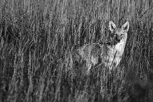 Coyote Watches Among Feather Reed Grass (Gray)