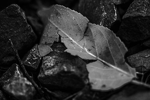 Cracked Soggy Leaf Face Rests Among Rocks (Gray Photo)