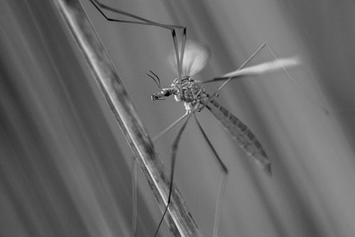 Crane Fly Clinging Ahold To Grass Blade (Gray)