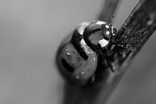 Crawling Ladybug Climbing Up Plant Stem (Gray Photo)