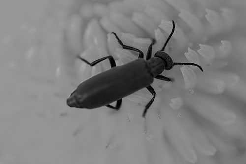 Crawling Oedemera Beetle Searching Atop Dandelion (Gray)