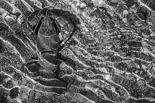 Crayfish Holds Onto Riverbed Floor Among Rippling Water (Gray)