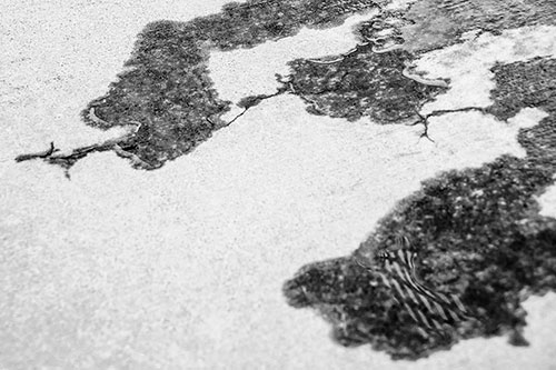 Creeping Water Puddle Across Concrete Pavement (Gray)