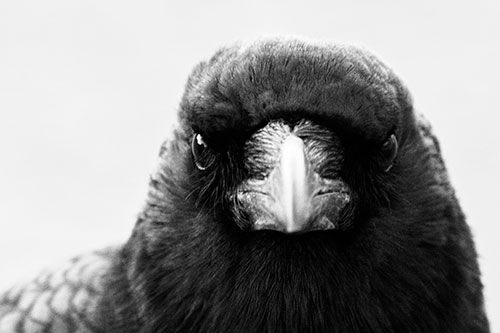 Creepy Close Eye Contact With A Crow (Gray Photo)
