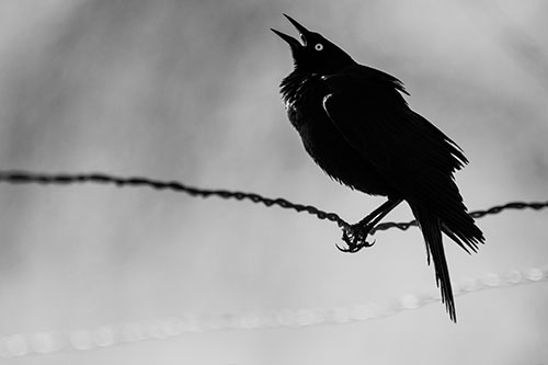 Croaking Grackle Balances Atop Fence Wire (Gray Photo)