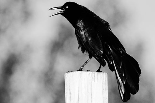 Croaking Great Tailed Grackle Perched Atop Wooden Post (Gray)