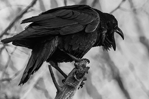 Croaking Raven Perched Atop Broken Tree Branch (Gray Photo)