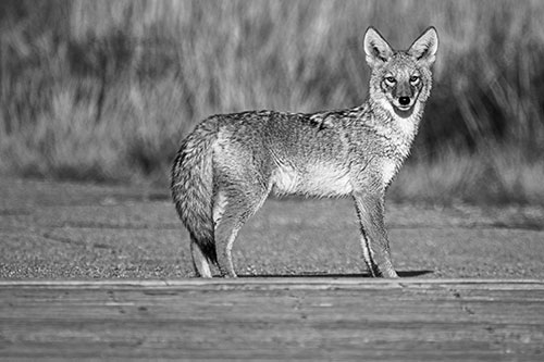 Crossing Coyote Glares Across Bridge Walkway (Gray Photo)