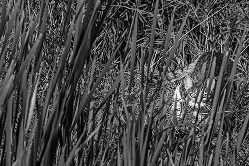 Crouching Cat Hunting Among Tall Reed Grass (Gray)