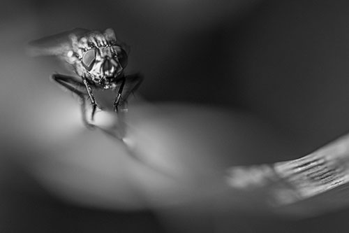 Crouching Cluster Fly Balances Among Grass Blade (Gray)