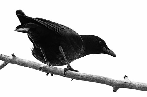 Crouching Crow Peeking Below Thick Tree Branch (Gray Photo)