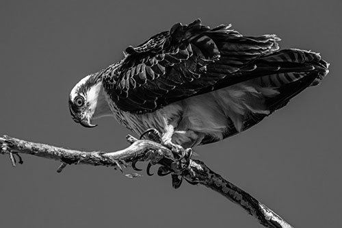 Crouching Osprey Hawk Looking Below Shredded Tree Branch (Gray)