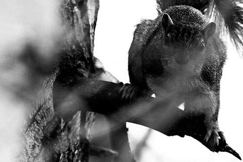 Crouching Squirrel Atop Jagged Broken Tree Branch (Gray Photo)