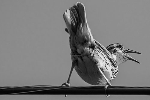 Crouching Western Meadowlark Singing Towards Sunlight (Gray)
