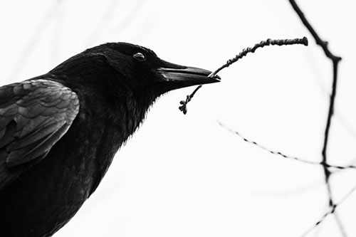 Crow Clasping Stick Among Tree Branches (Gray Photo)