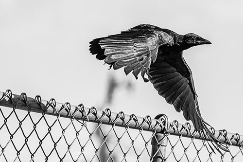 Crow Flying Over Chain Link Fence (Gray)