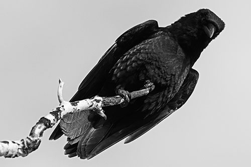 Crow Glancing Downward Atop Decaying Tree Branch (Gray Photo)