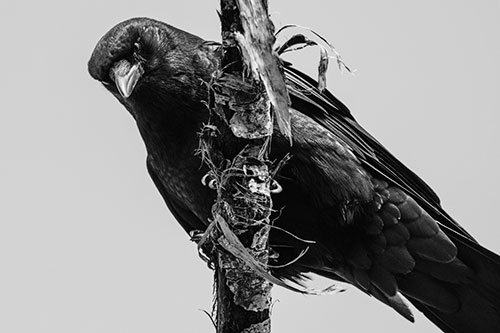 Crow Glaring Downward Atop Peeling Tree Branch (Gray Photo)