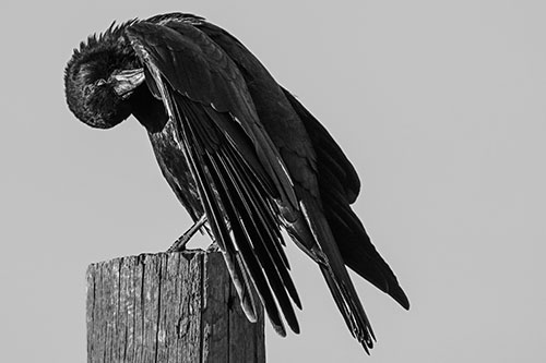 Crow Grooming Wing Atop Wooden Post (Gray Photo)