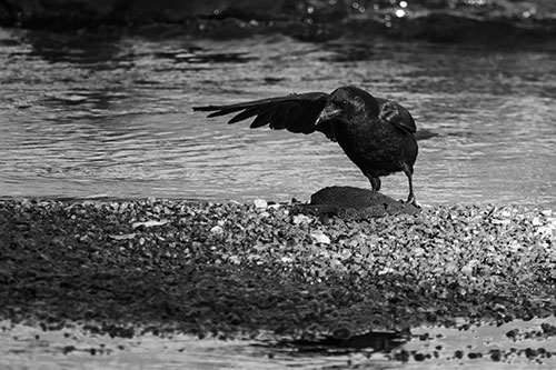 Crow Pointing Upstream Using Wing (Gray Photo)