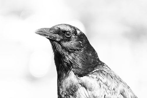 Crow Posing For Headshot (Gray Photo)