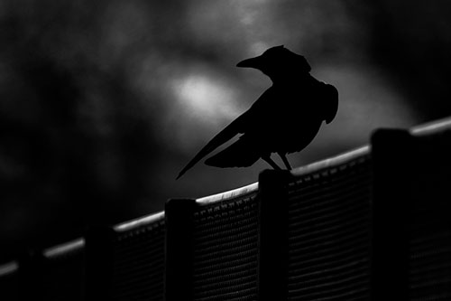 Crow Silhouette Atop Guardrail (Gray Photo)