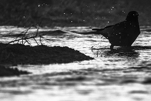 Crow Splashing River Water (Gray Photo)
