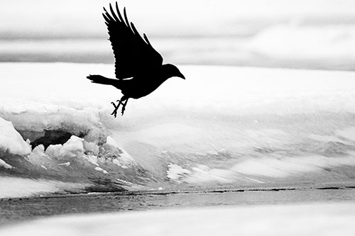 Crow Taking Flight Off Icy Shoreline (Gray Photo)