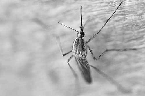 Culex Pipien Mosquito Resting Vertically (Gray Photo)