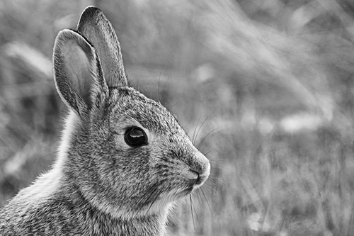 Curious Bunny Rabbit Looking Sideways (Gray Photo)