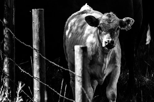 Curious Cow Calf Making Eye Contact (Gray Photo)
