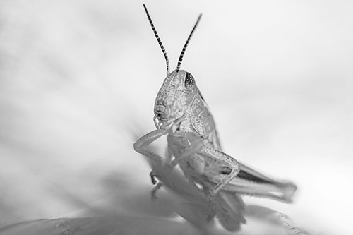Curious Crouching Grasshopper Perched Atop Leaf Petal (Gray)