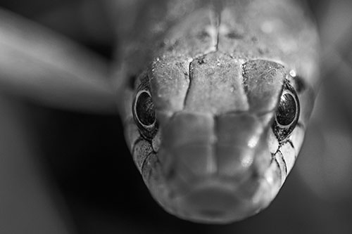 Curious Garter Snake Makes Direct Eye Contact (Gray Photo)