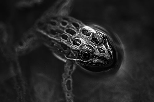 Curious Leopard Frog Peeking Head Above Water (Gray Photo)