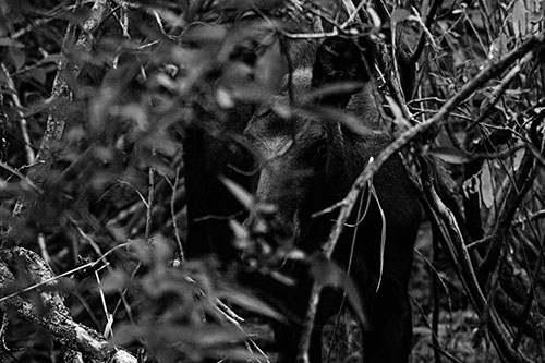 Curious Moose Looking Around (Gray Photo)