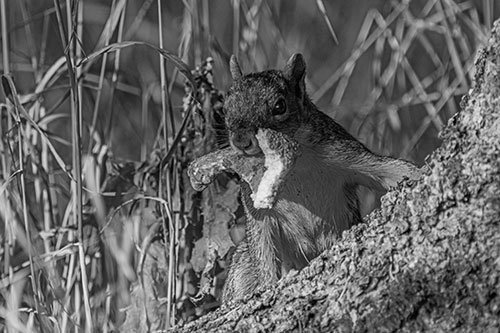 Curious Pizza Crust Squirrel (Gray Photo)