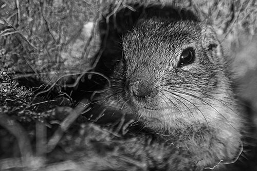 Curious Prairie Dog Watches From Dirt Tunnel Entrance (Gray Photo)