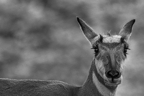 Curious Pronghorn Staring Across Roadway (Gray)