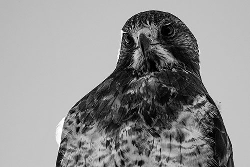 Curious Rough Legged Hawk Eying Intruder Below (Gray)