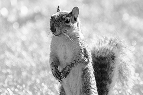 Curious Squirrel Standing On Hind Legs (Gray Photo)