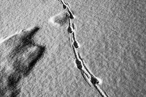 Curving Animal Footprint Trail Dragging Along Snow (Gray Photo)
