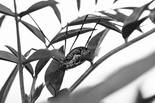 Daddy Longlegs Harvestmen Spider Crawling Down Plant Stem (Gray Photo)