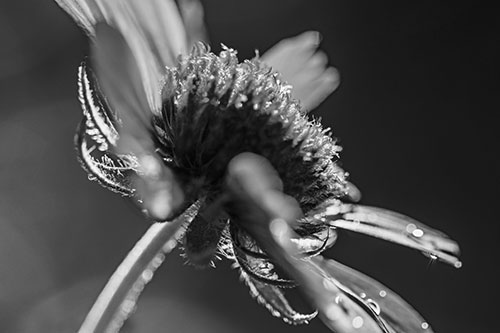 Damp Coneflower Blossoming Towards Sunlight (Gray Photo)