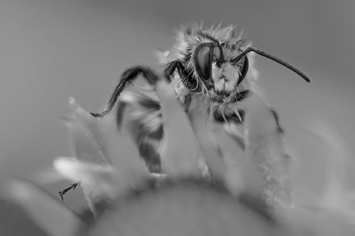 Damp Honey Bee Crawling Over Blanket Flower (Gray)