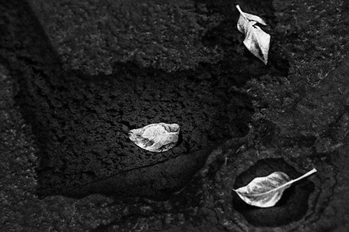 Damp Leaf Face Rests Atop Wet Desiccating Pavement (Gray)